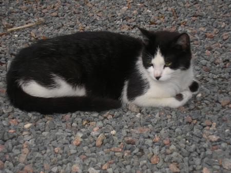 mon chat